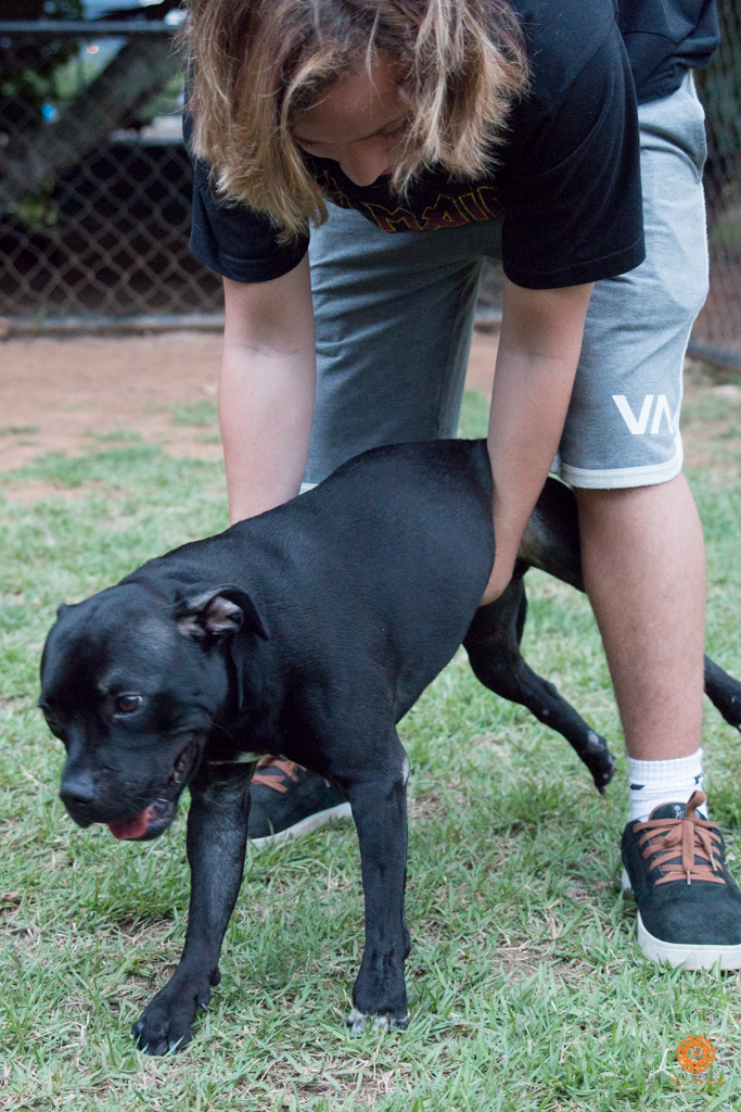 16° Encontro da Raça Starfordshire Bull Terrier,Su Sodré Fotografia
