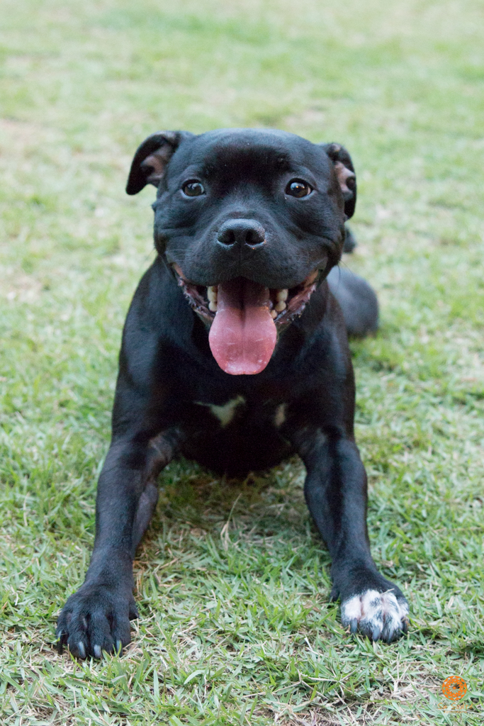 16° Encontro da Raça Starfordshire Bull Terrier,Su Sodré Fotografia
