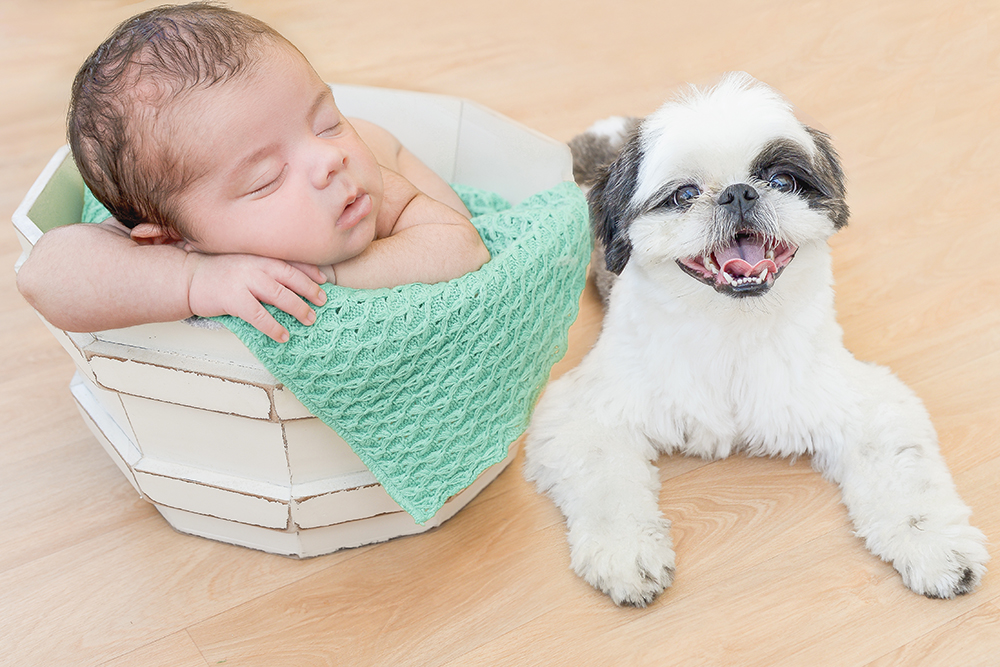 ensaio fotográfico newborn domiciliar menino bebe recém nascido book fotográfico fotografia  rio de janeiro niteroi são Gonçalo pose cestinho com bracinho e cachorrinho