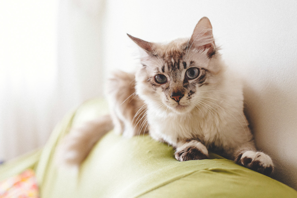 gato. gatinho. making of da noiva na cidade de recife pernambuco