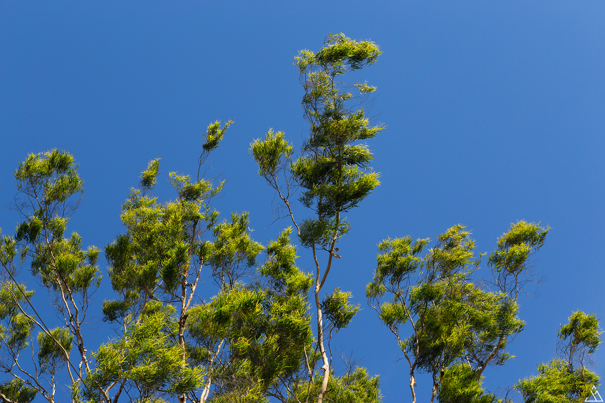 ensaio de gestante. jessica mendes fotografia. 