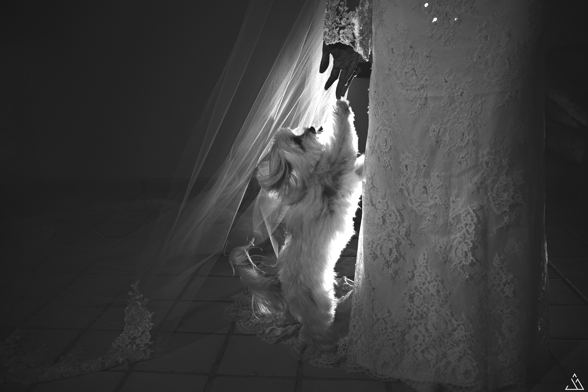 jessica mende fotografia. fotografo de casamento Gabi e leo recife-pe. making of da noiva, vestido de noiva. Cachorro com noiva.