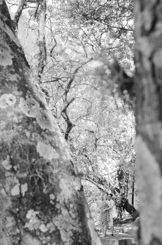 muitas arvores na fotografia ensaio de casal no hotel fazenda duas marias em jaguariuna sao paulo pelo fotografo casamento campinas fernando coutinho