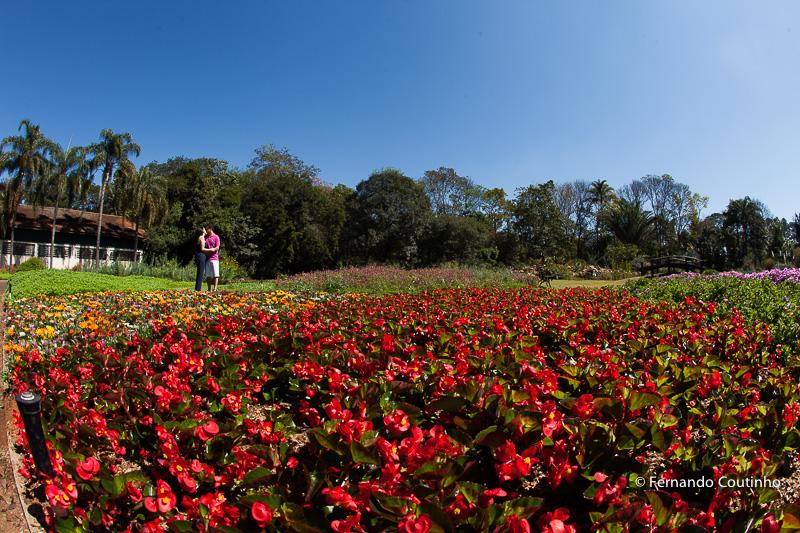 Renata e Douglas, Pre wedding bacana, pre wedding em campinas, pre wedding em nova odessa, pre wedding de manha, pre wedding a tarde, Jardim Botanico Plantarum, fotos de casal em campinas, fotos de casal em nova odessa, cidade de sumare, fernando coutinho