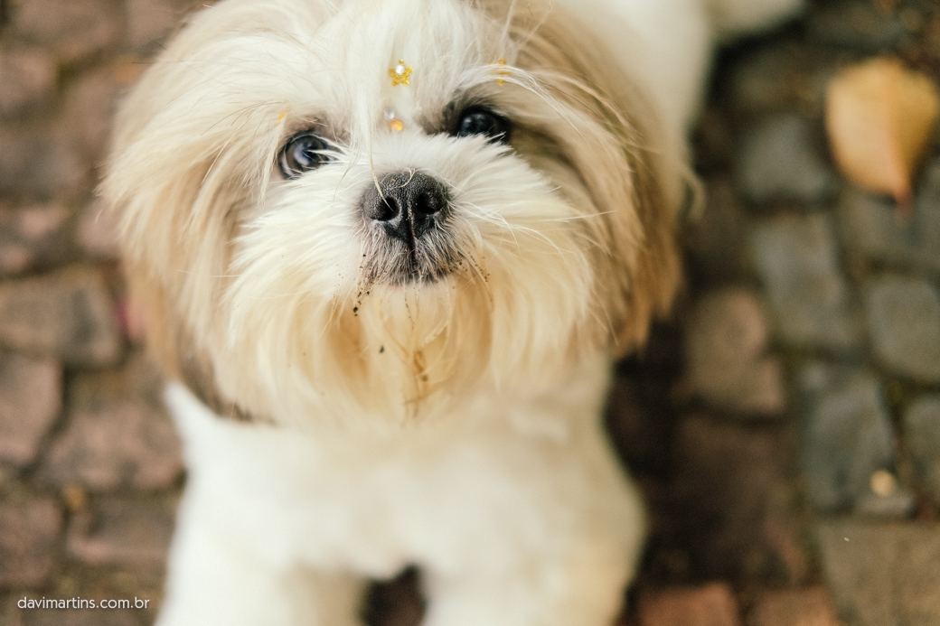 ensaio gestação museu ipiranga Priscila David Arthur davimartins davi martins DOG