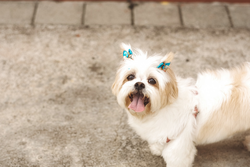 Ensaio pré caasmento Amanda e Rafa