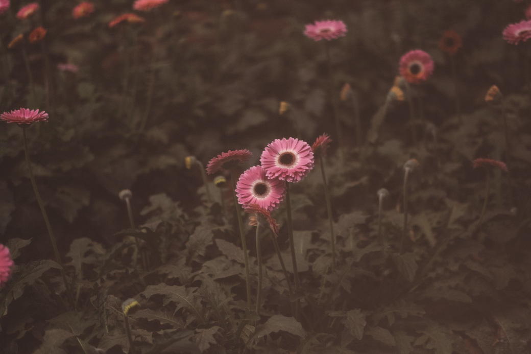 Ensaio pré casamento Carol e Daniel holambra fotografia davimartins