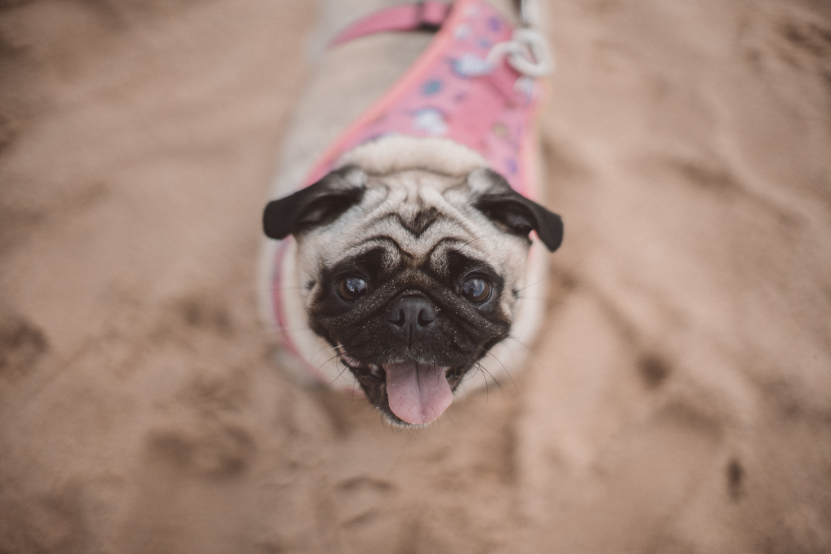 Ensaio pré wedding Rosi e Arthur praia são sebastião davi martins