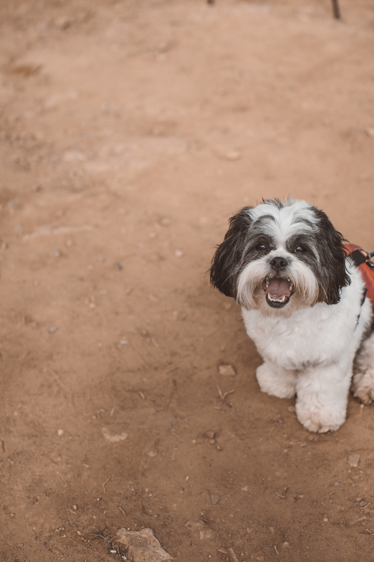 Aline Paulo ensaio casamento Holambra