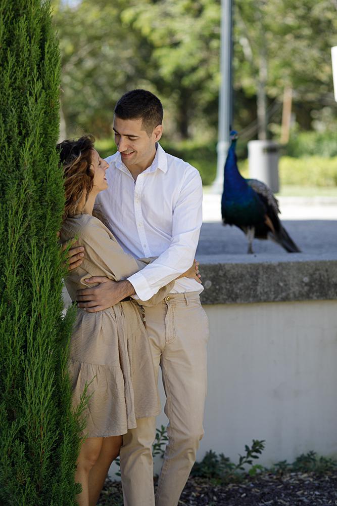 Pavão observador no Jardins do Palácio Rosa Mota - Porto