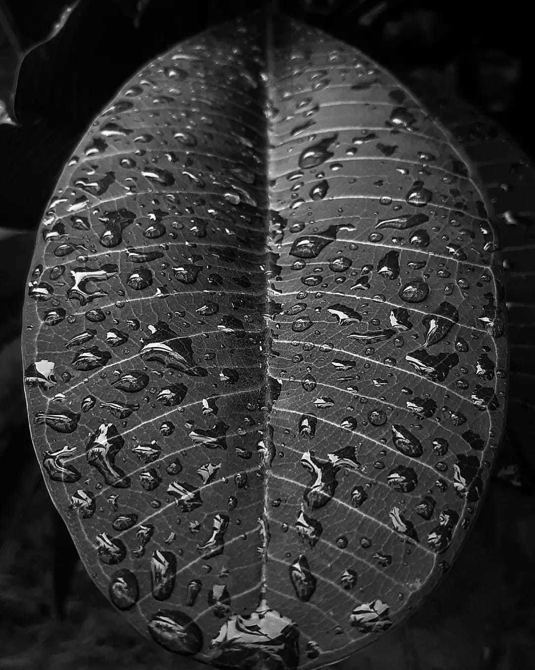 Quadro decorativo, autoral, folha molhada em preto e branco.