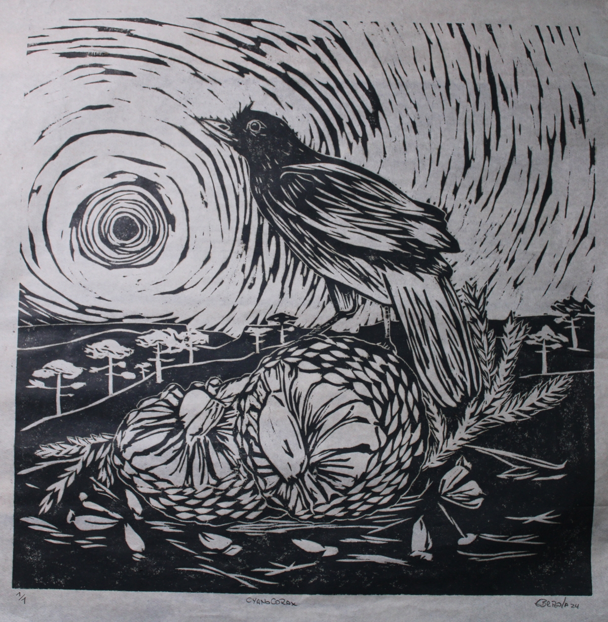 Cyano Corax
