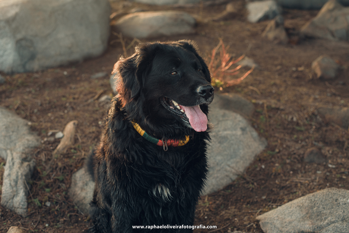 Ensaio pre-casamento zapallar no chile, pre casamento, ensaio de casal raphael oliveira fotografia, inspiração de pré casamento, ideias para casamento, casamento na praia, ensaio no chile, fotografia de boda chile, raphael oliveira fotografia