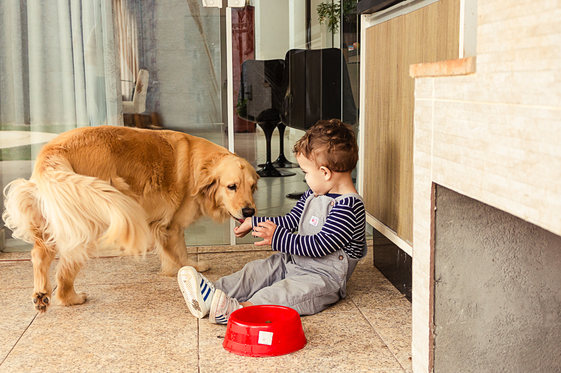 Foto de criança e dando ração para o cachorro no quintal de casa na cidade de São Paulo.