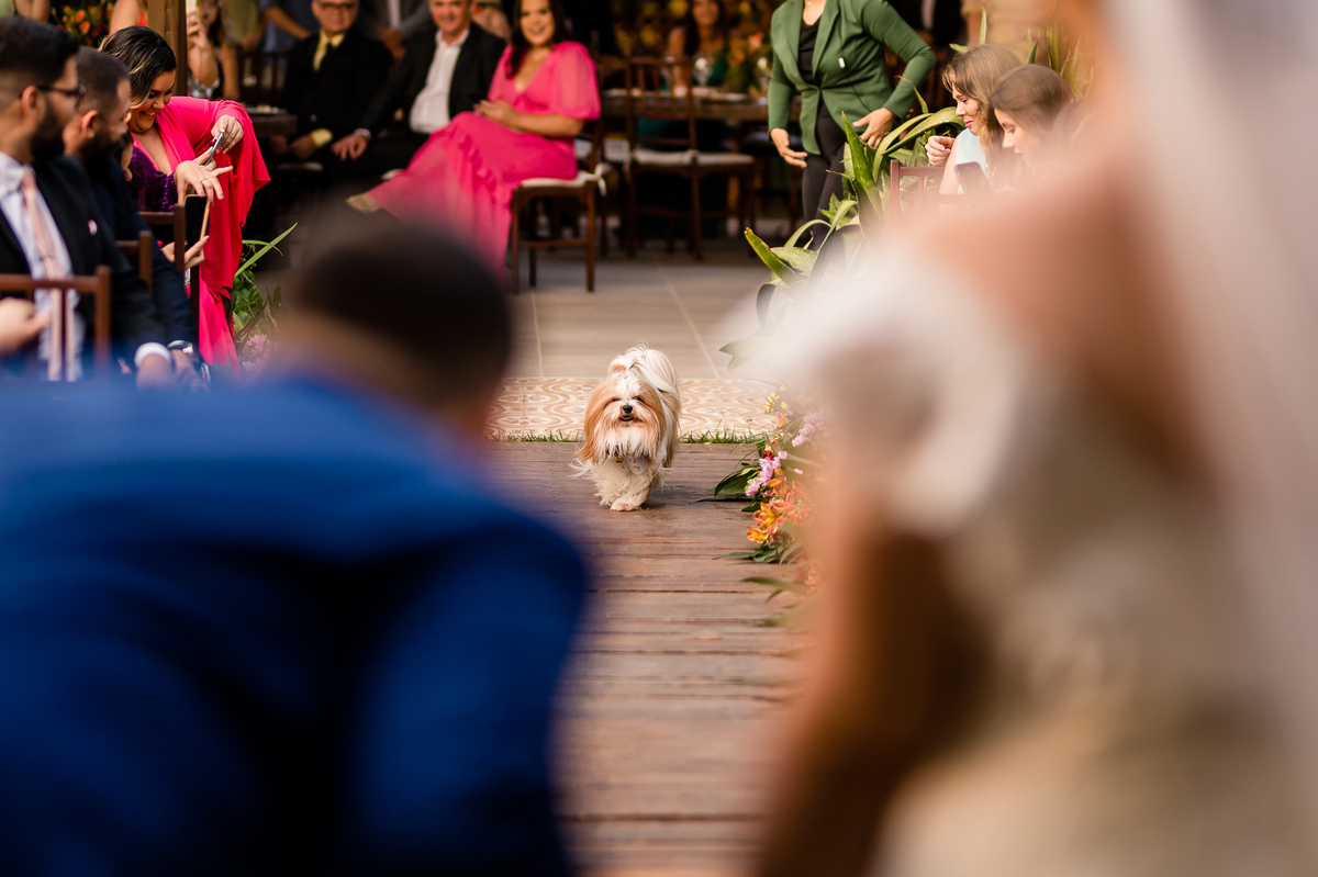 Cachorro entrando com as alianças 