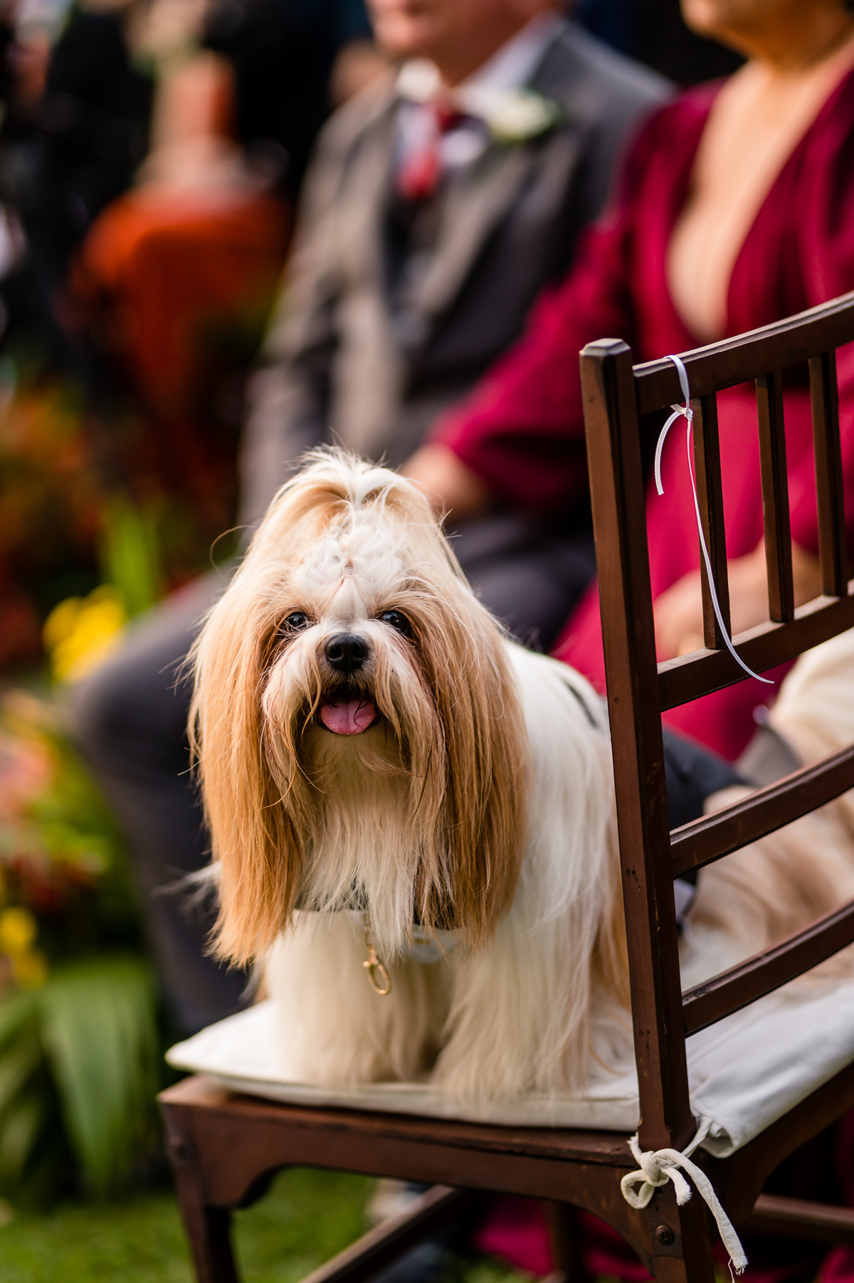 Cachorro entrando com as alianças 
