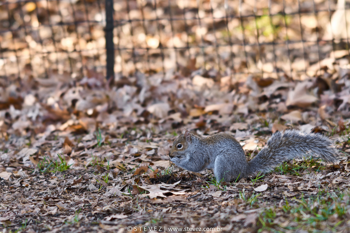 noiva central park ny