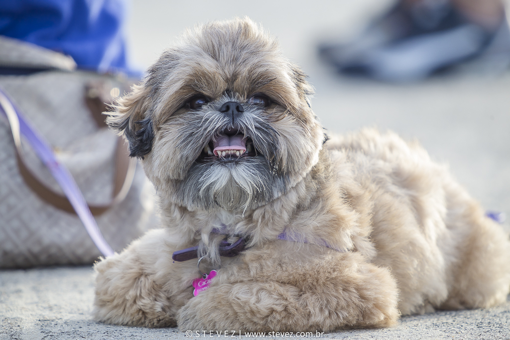 ensaio pre casamento com cachorro