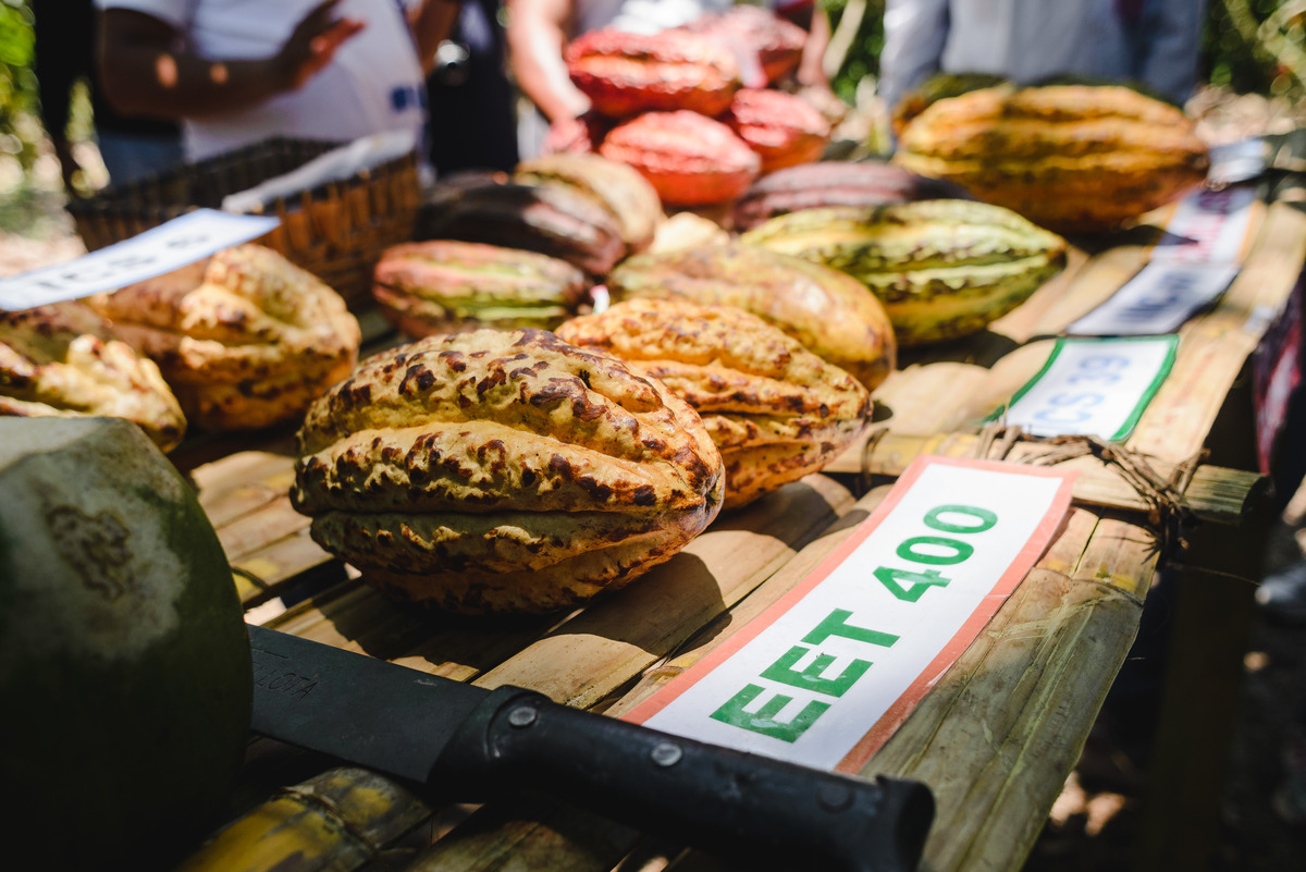 Barry callebaut trip to Peru, cacao collective, business trip, business documentary