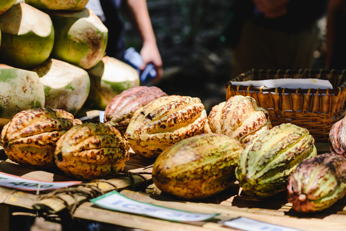 Barry callebaut trip to Peru, cacao collective, business trip, business documentary