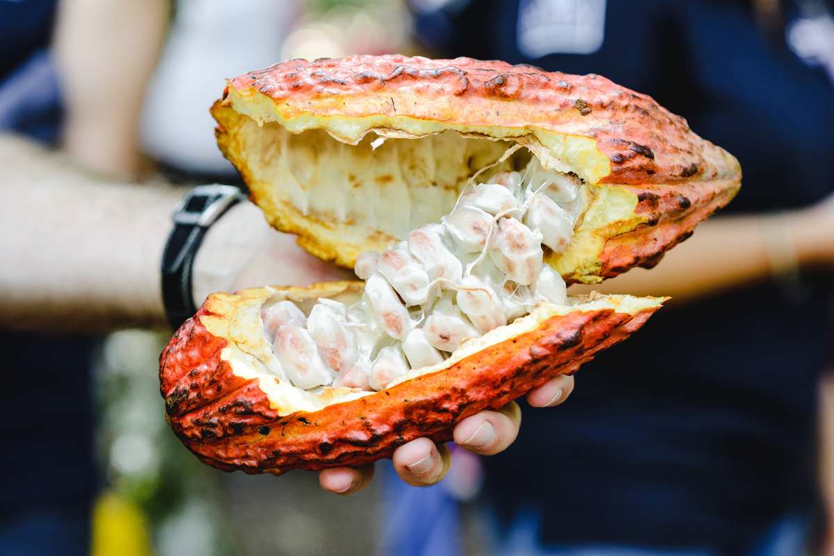 Barry callebaut trip to Peru, cacao collective, business trip, business documentary