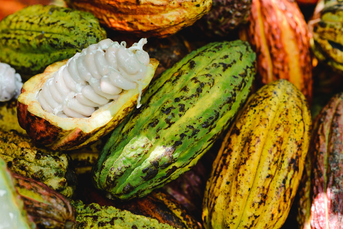 Barry callebaut trip to Peru, cacao collective, business trip, business documentary