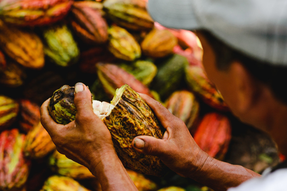 Barry callebaut trip to Peru, cacao collective, business trip, business documentary