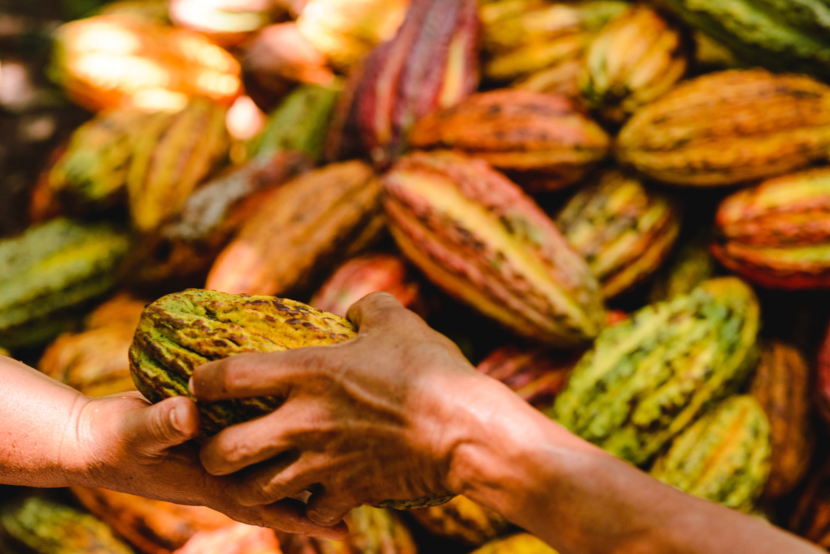 Barry callebaut trip to Peru, cacao collective, business trip, business documentary