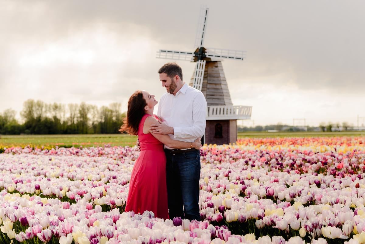 A romantic moment as a man holds his partner in a red dress close, surrounded by colorful tulips, with a windmill adding to the picturesque Dutch landscape.