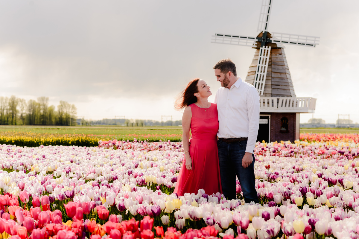 A romantic moment as a man holds his partner in a red dress close, surrounded by colorful tulips, with a windmill adding to the picturesque Dutch landscape.