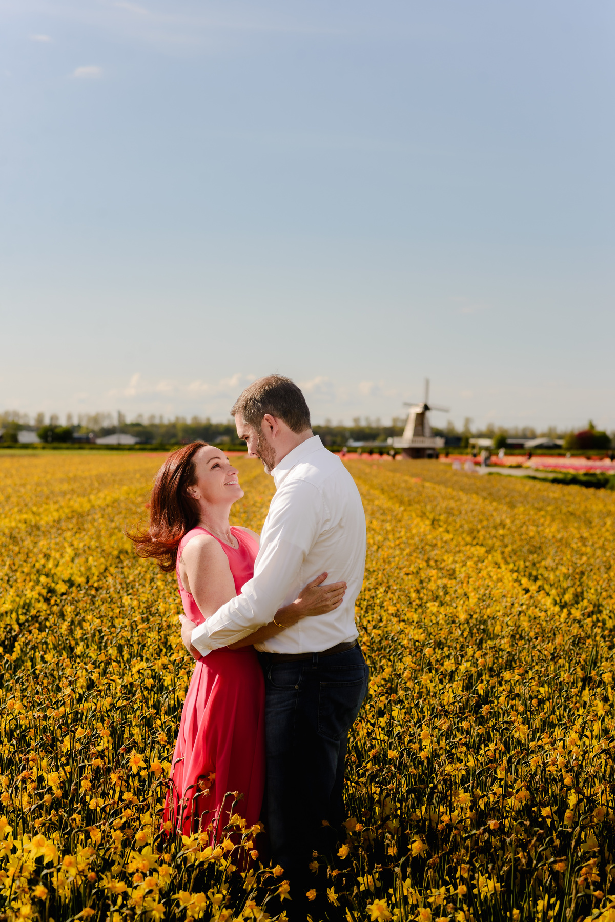 A loving embrace between a couple in the middle of a golden daffodil field, with soft sunlight highlighting their expressions and a windmill in the background.
