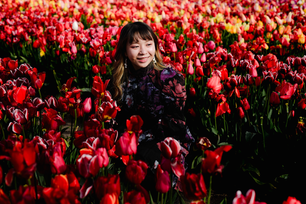 Woman seated among red tulips in a Dutch tulip garden, gently touching a flower as sunlight highlights rich colors after a storm.
