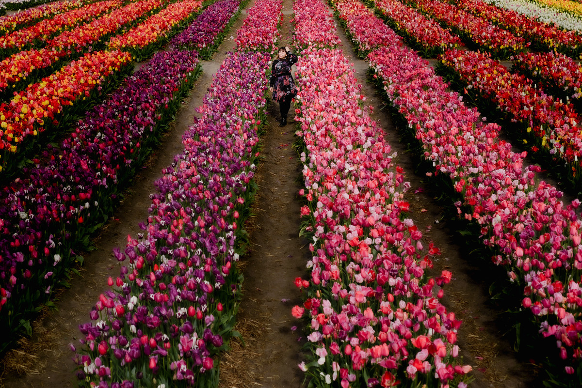 Aerial view of a woman walking between long rows of pink and purple tulips at the Tulip Barn in Hillegom.