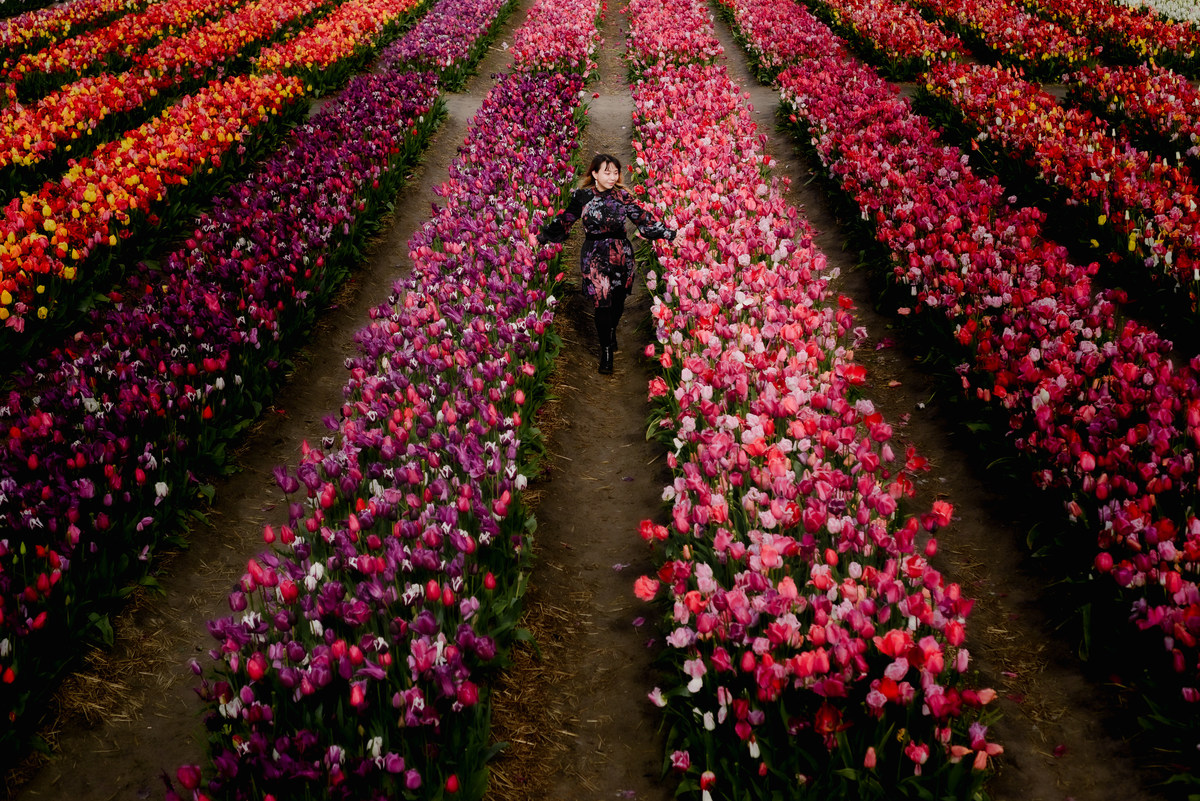 Woman walking through vibrant tulip rows in Hillegom, surrounded by pink, red, and purple flowers photographed from above.