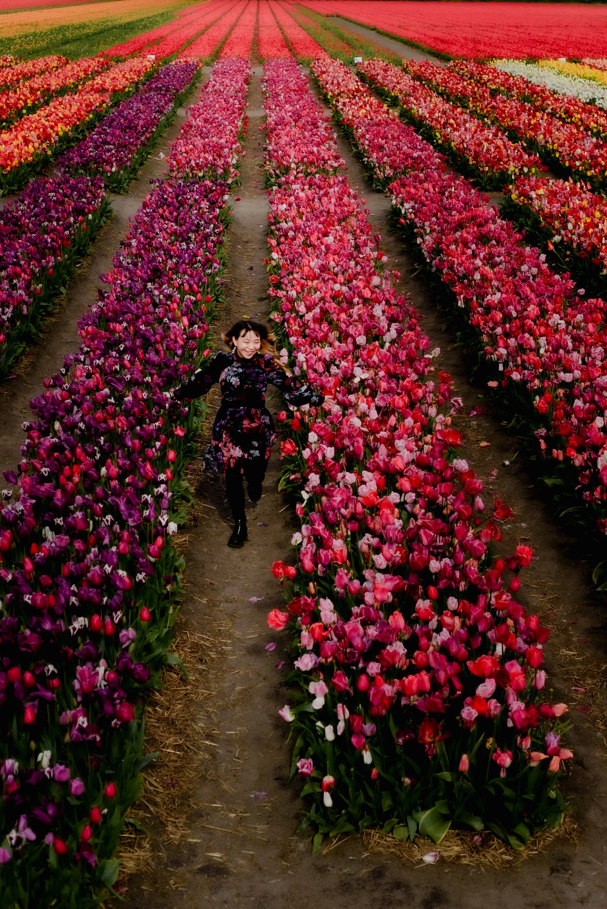 Wide aerial view of the Tulip Barn in Hillegom with colorful tulip rows stretching into the distance and a woman walking through the center path.
