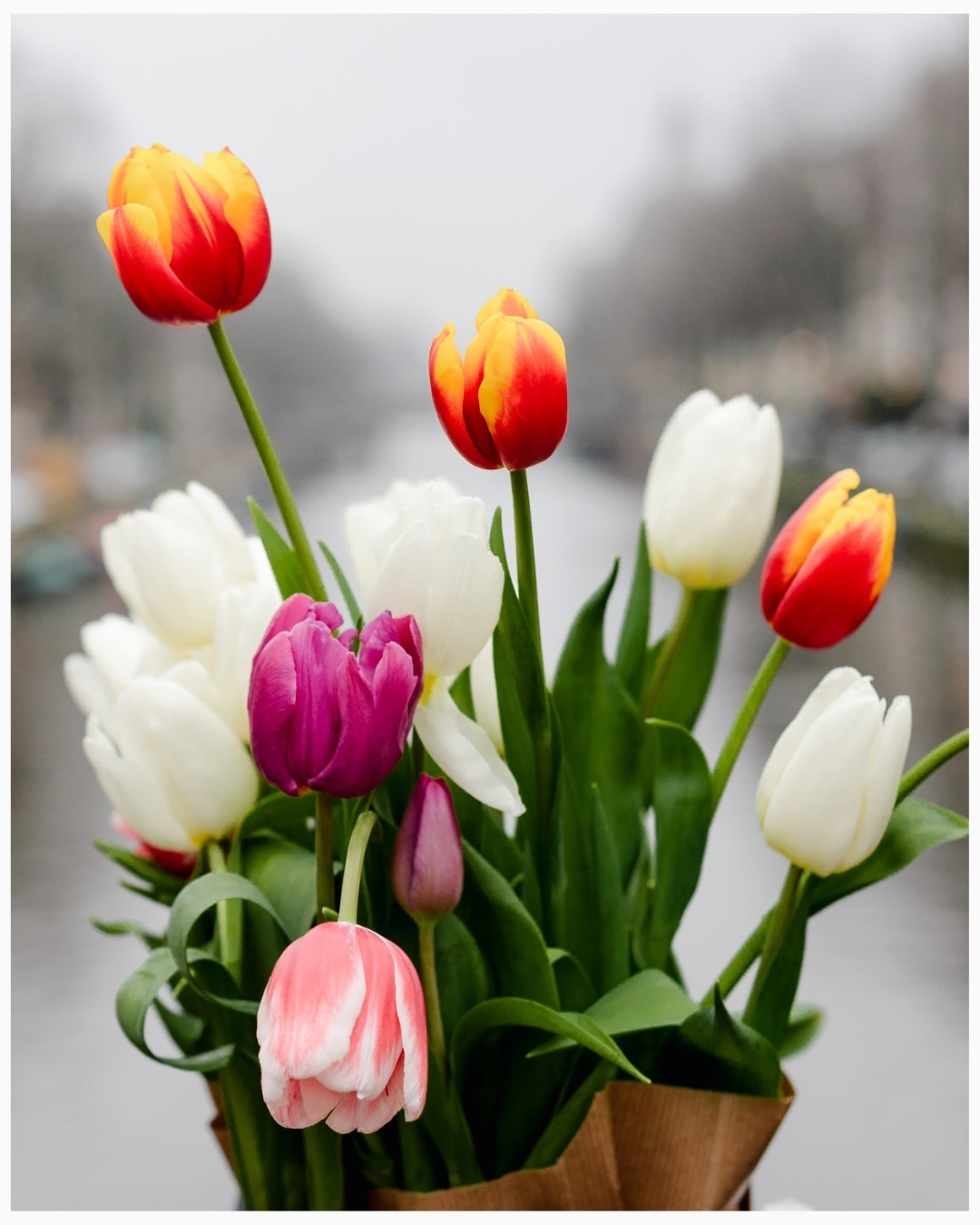 A vibrant bouquet of tulips held against an Amsterdam canal backdrop.  A perfect detail for any Amsterdam-themed photo session.
