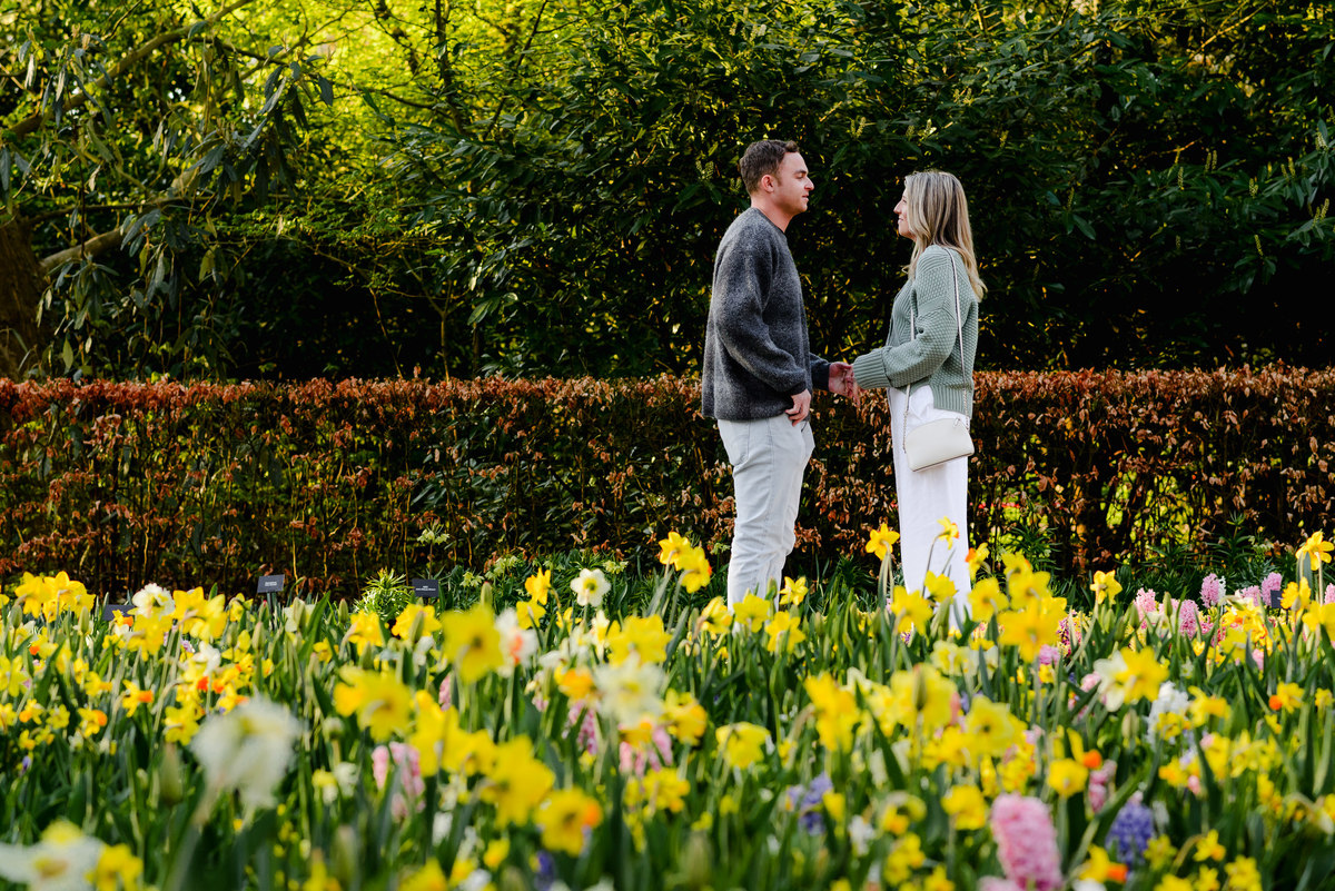 A surprise marriage proposal in Keukenhof Gardens, with vibrant spring flowers blooming around a couple during the special moment.