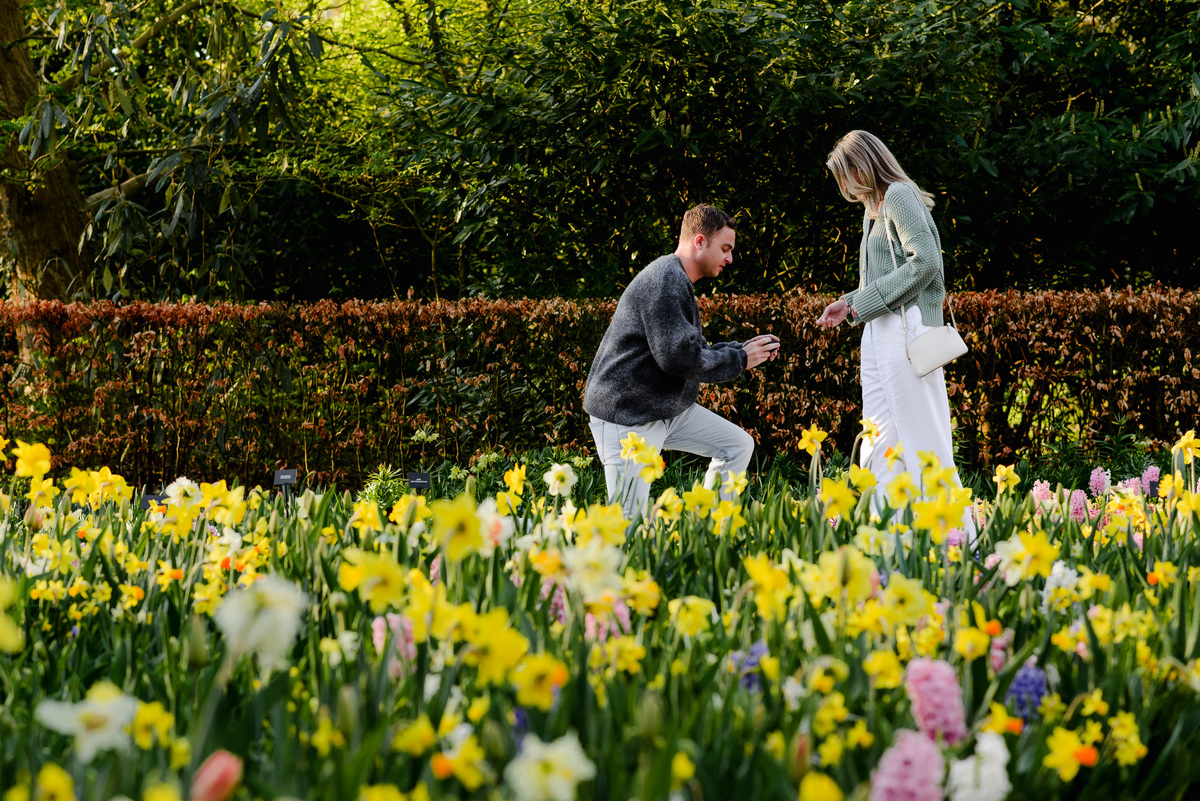 Man proposing to his partner in a bed of daffodils and tulips at Keukenhof Gardens, capturing her joyful reaction in a magical spring setting.