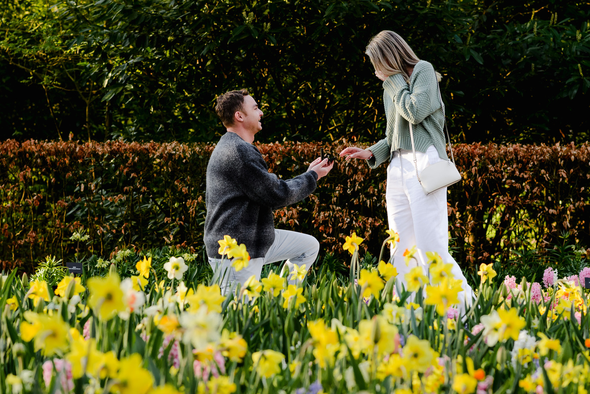 A surprise marriage proposal in Keukenhof Gardens, with vibrant spring flowers blooming around a couple during the special moment.