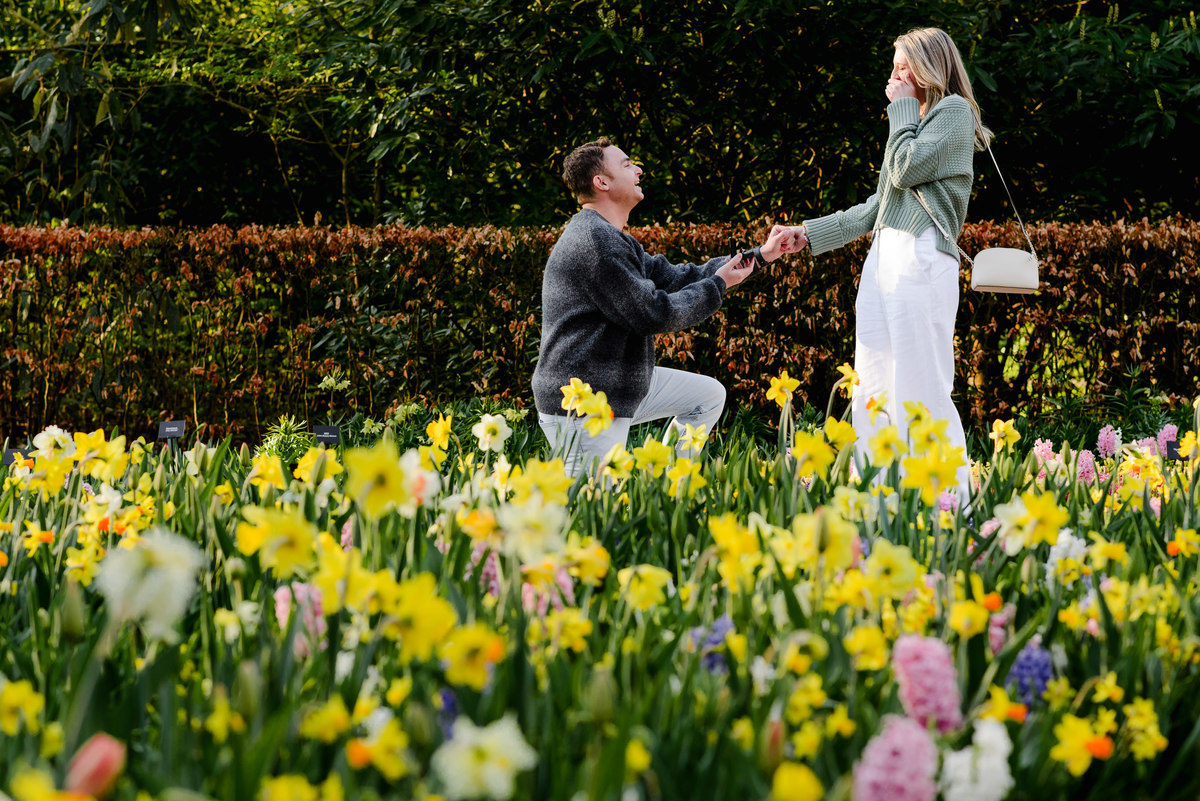 Man proposing to his partner in a bed of daffodils and tulips at Keukenhof Gardens, capturing her joyful reaction in a magical spring setting.
