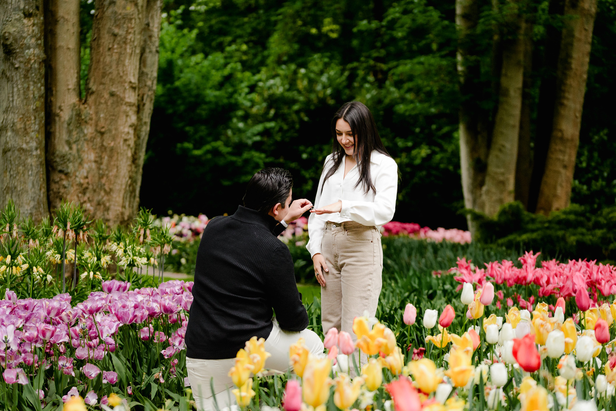 Surprise engagement proposal at Keukenhof Gardens during tulip season in May