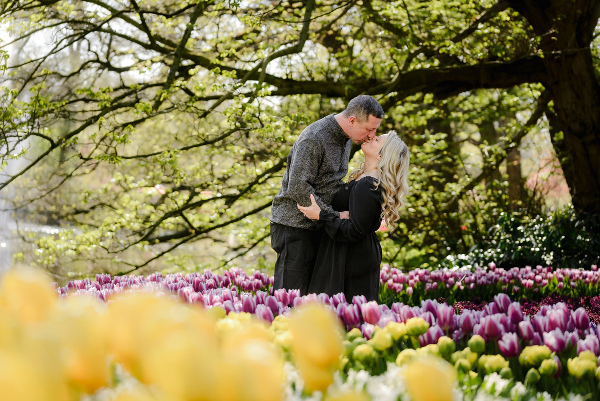 Couple portrait among blooming tulips during tulip season in the Netherlands