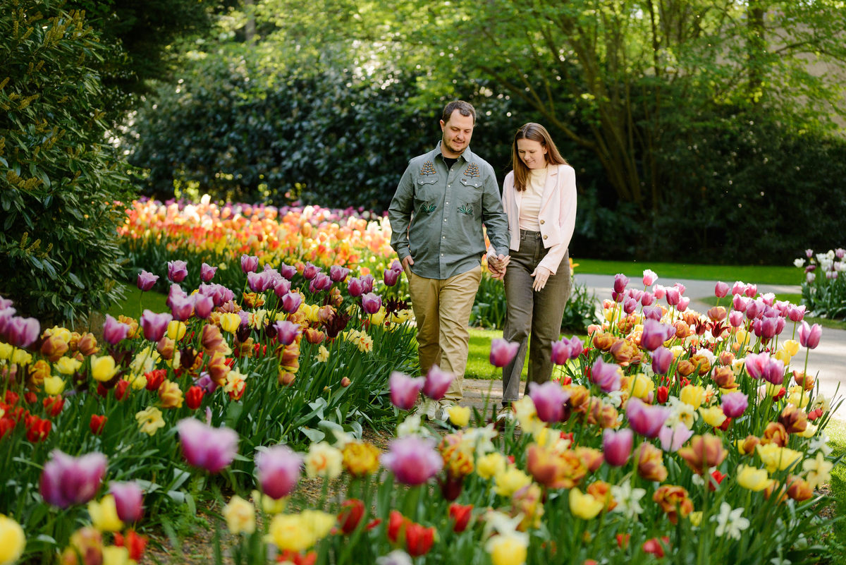 Newly engaged couple walking among colorful tulip beds at Keukenhof.