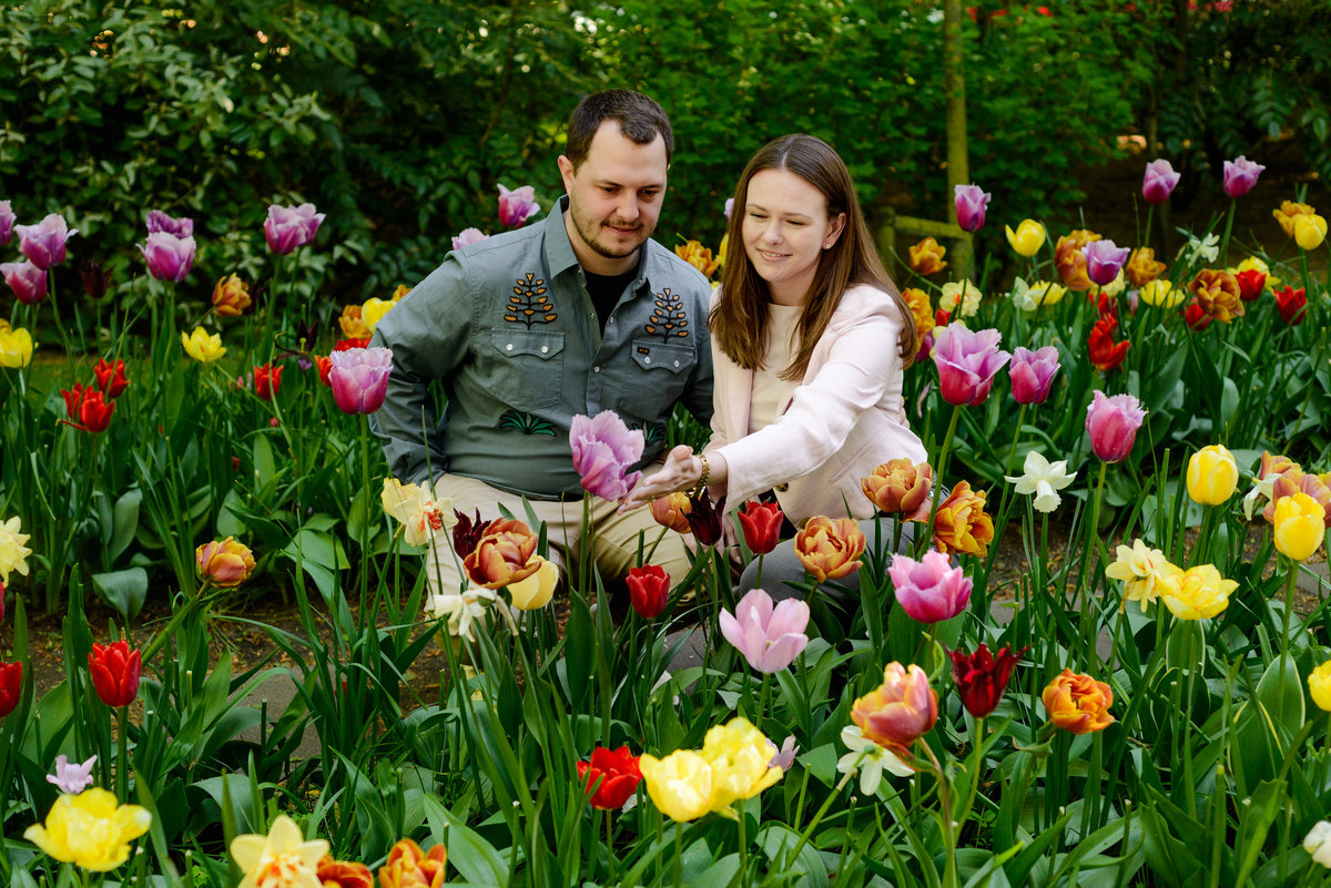 Newly engaged couple admiring blooming tulips during spring in the Netherlands.