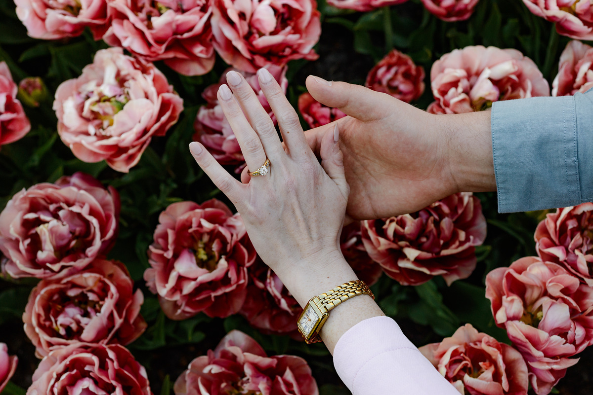 Close-up photograph of blooming pink tulips during tulip season in the Netherlands.