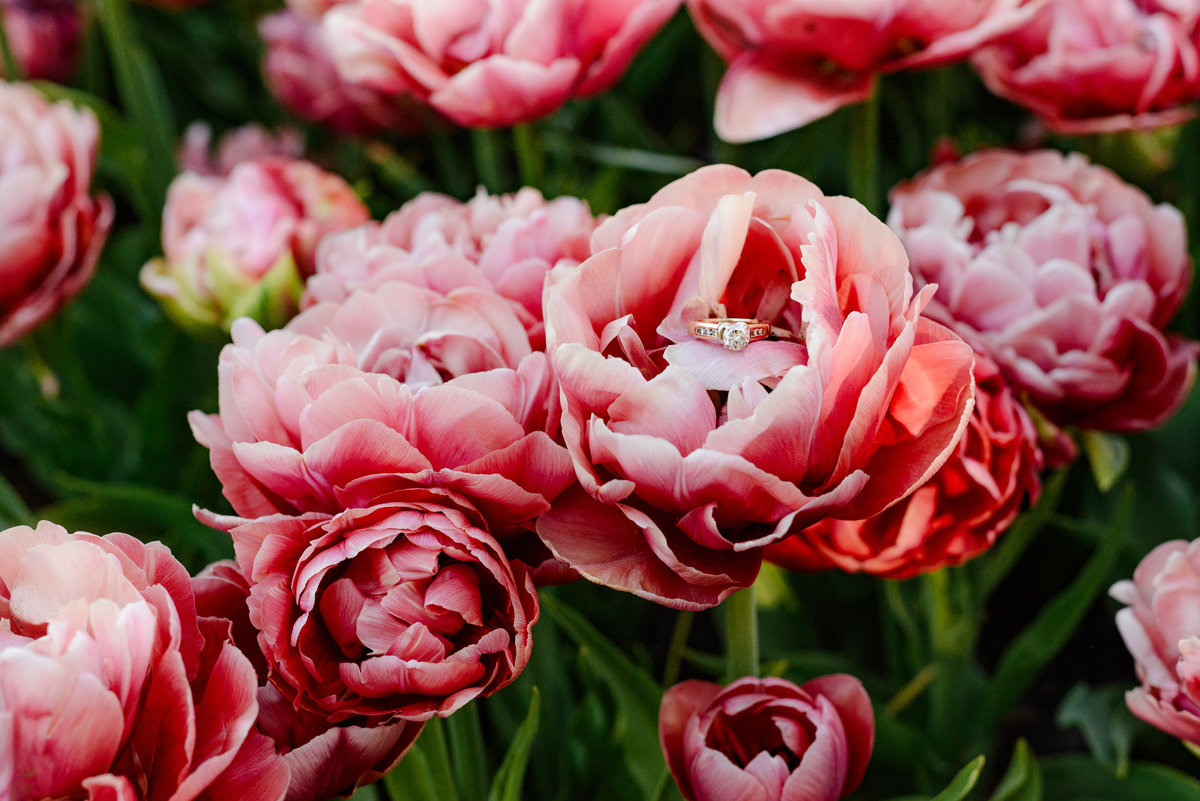Engagement ring photographed among pink tulip petals at Keukenhof Gardens.