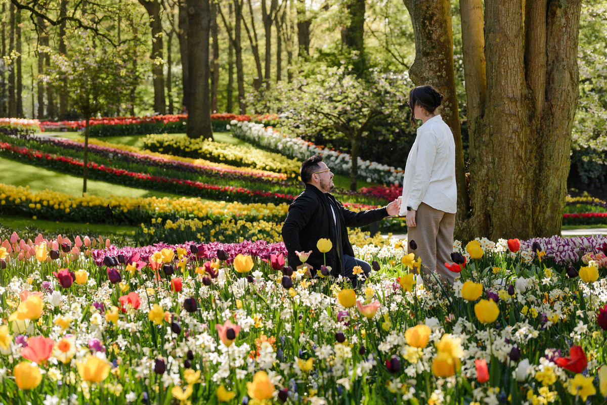 Man proposing on one knee among colorful tulip displays at Keukenhof Gardens during a surprise proposal in the Netherlands.