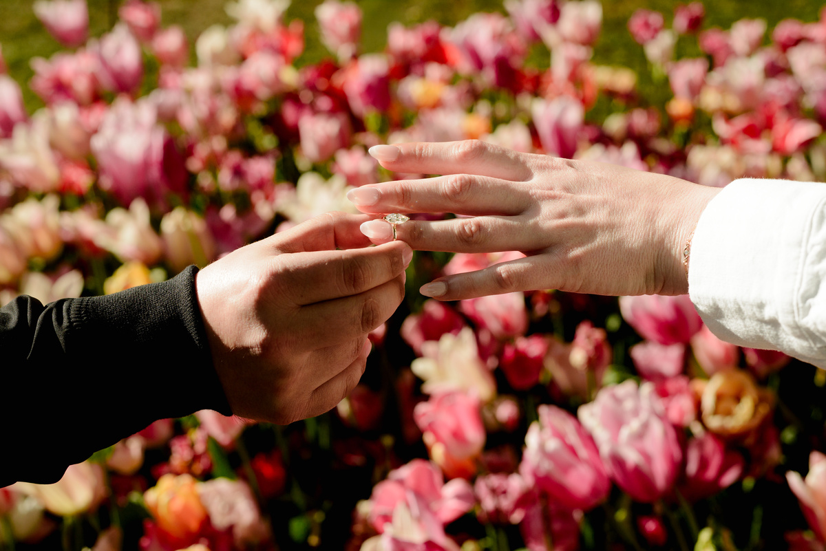 Close-up photograph of an engagement ring being placed on a hand above colorful tulips.