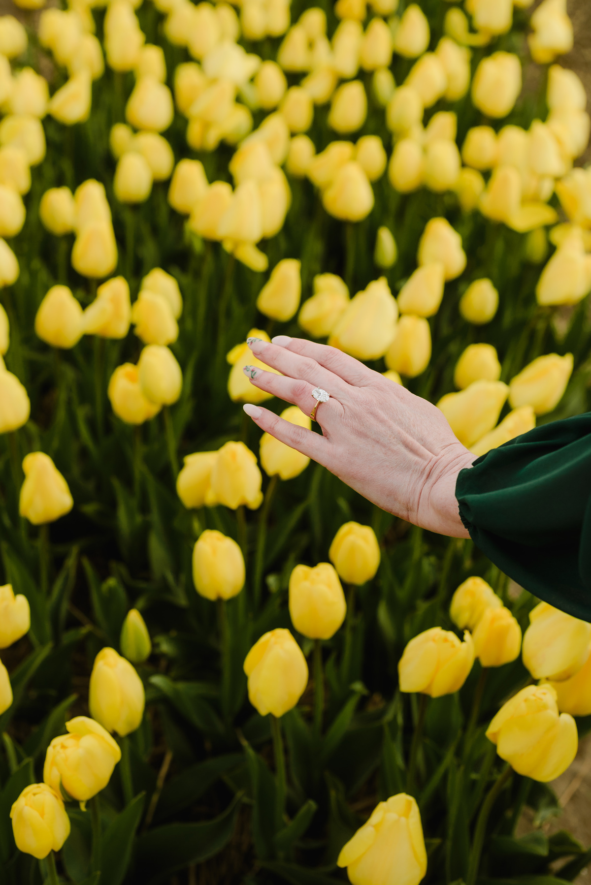 Close-up of a hand gently touching blooming yellow tulips.