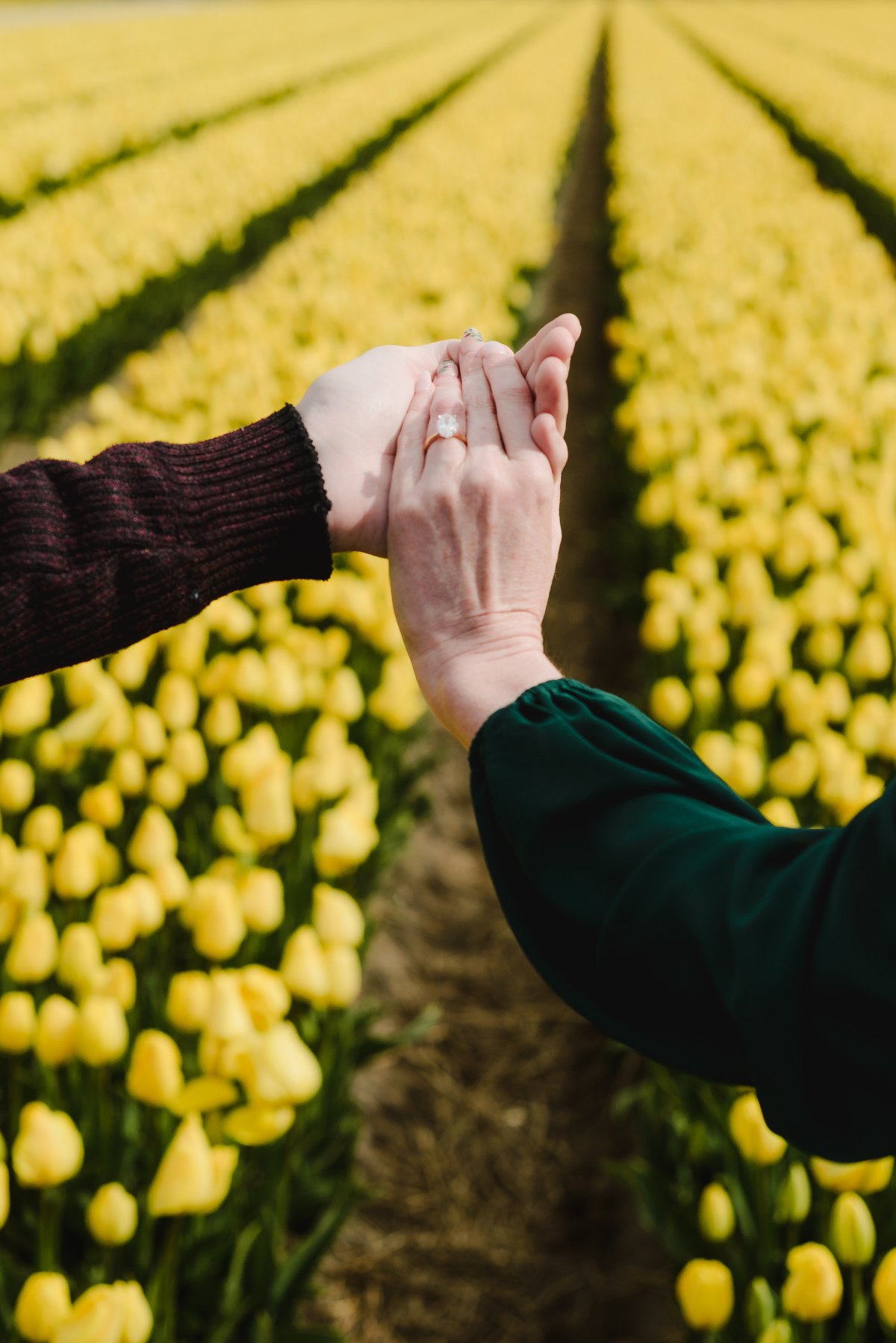 Detail of tulips during a spring engagement photo session.